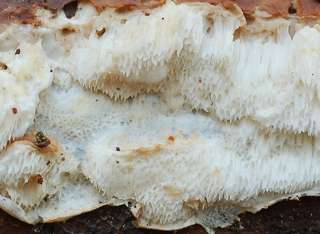 Postia caesia parassitizzata o con forma imperfetta?